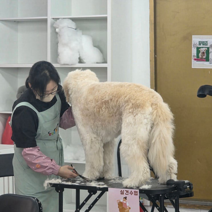  송파애견미용학원 비용 왜 다를까 자부담 줄이는 현실 방법