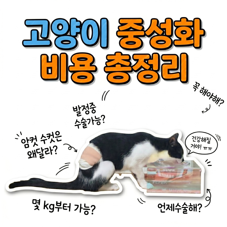  고양이 중성화 비용 총정리 — 수컷 15만원부터 암컷 70만원까지 왜 차이 나는지