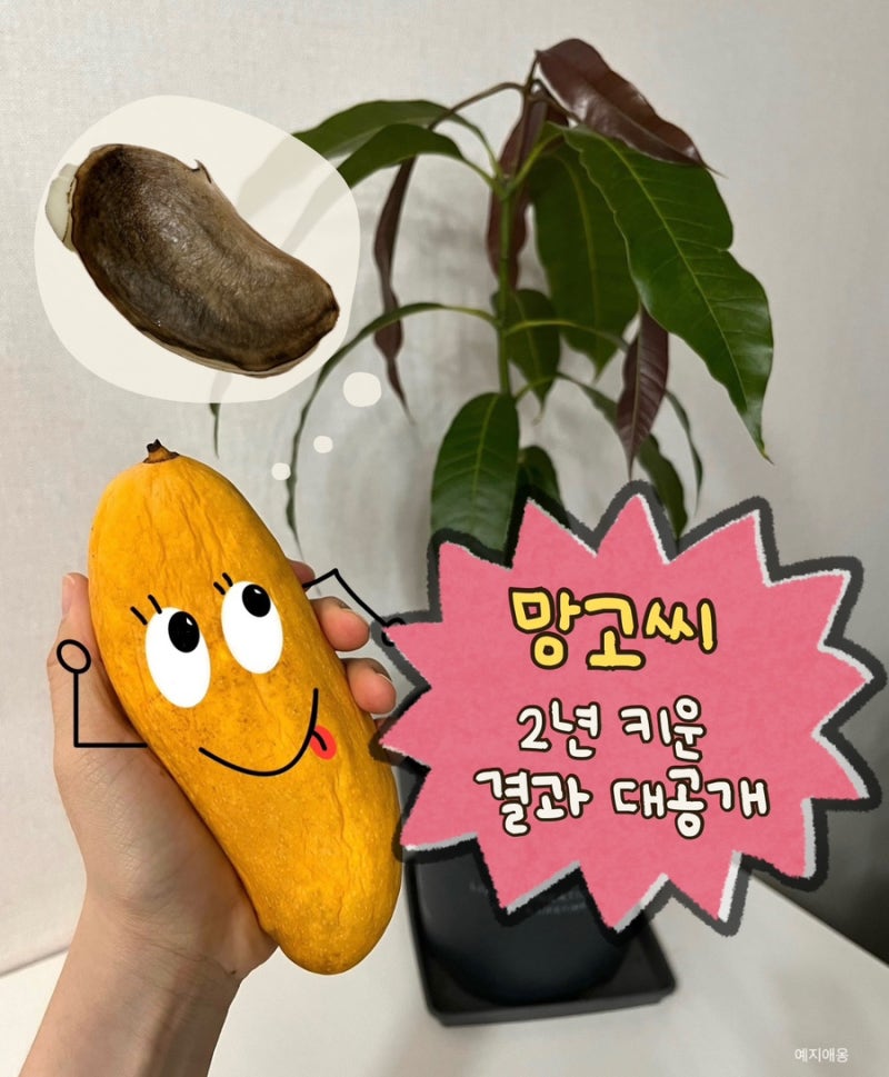 먹다 나온 망고씨 키우기 | 발아부터 2년 키운 망고나무 과정 총정리