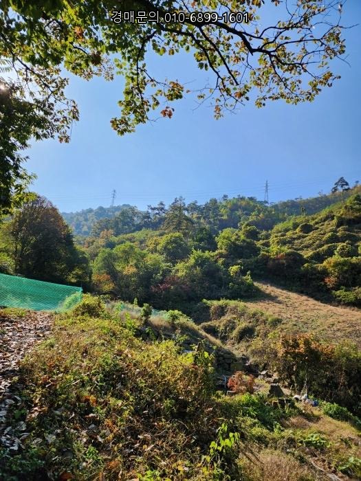  충주 살미면 세성리 대규모 임야, 8회 유찰 끝에 찾아온 17% 투자 기회 경매! 2024-35155
