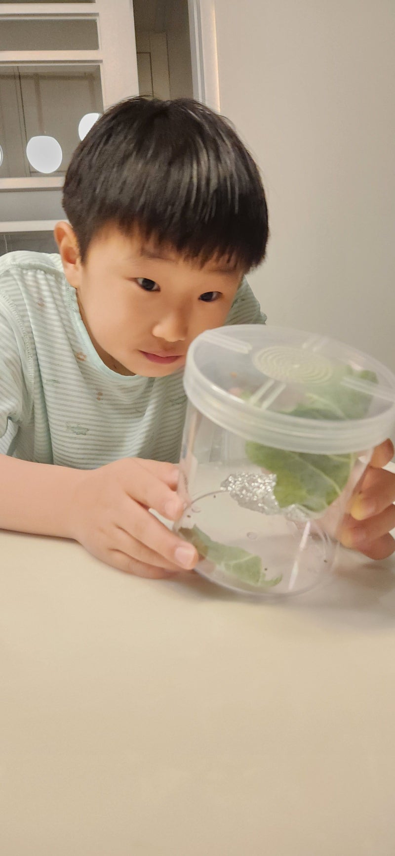 배추흰나비 애벌레를 만나다! (배추흰나비한살이)