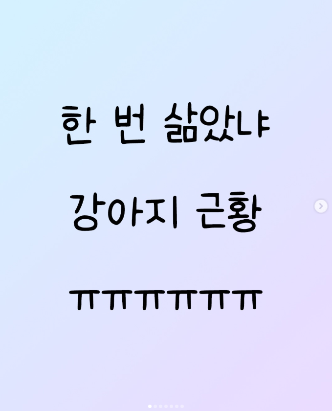  한 번 삶았냐 강아지 근황