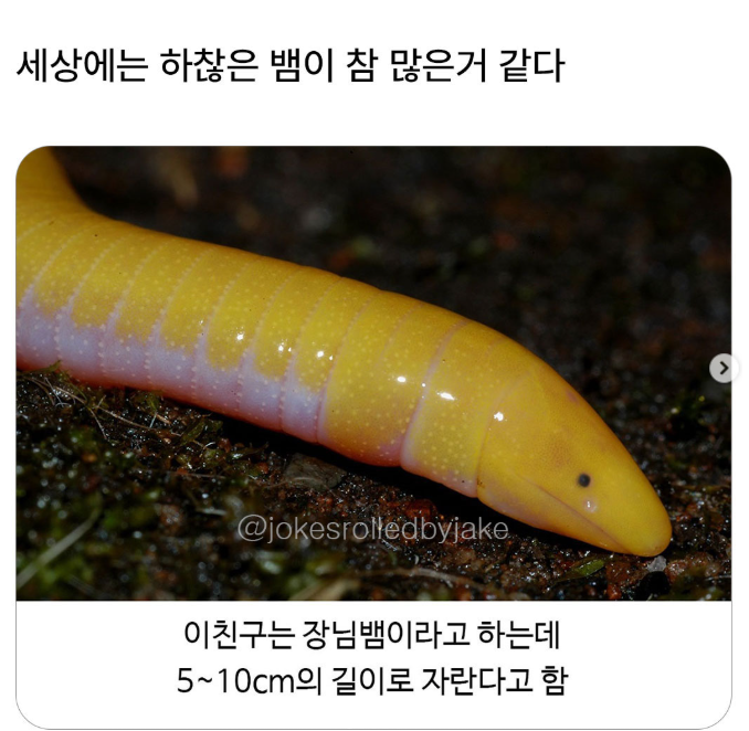 세상에는 하찮은 뱀이 참 많은거 같다
