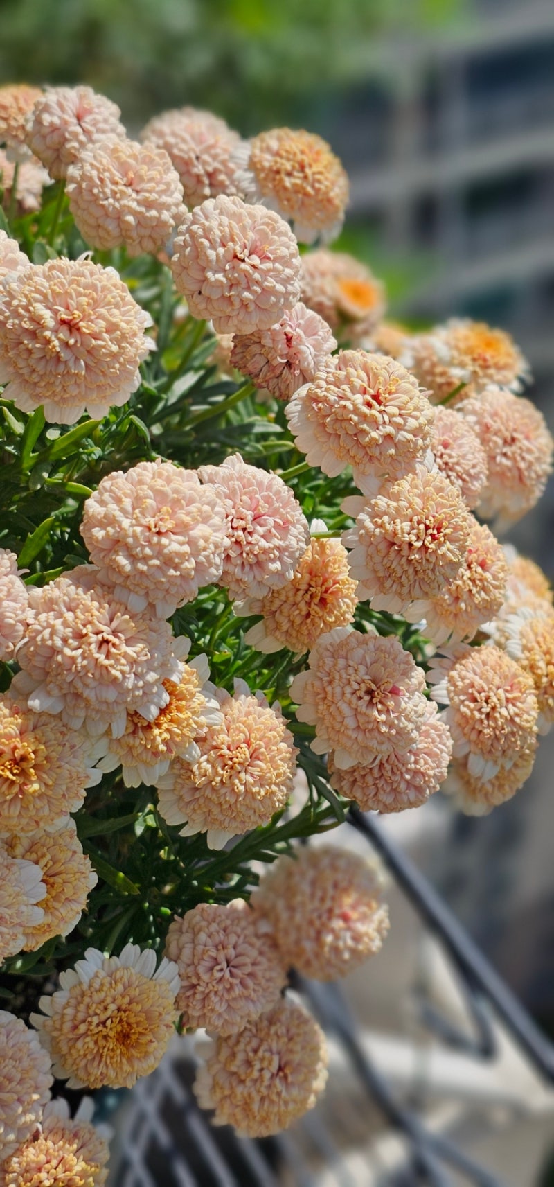 사진 8