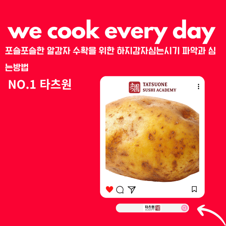  하지 감자 심는시기와 심는방법 수확을 결정 짓는 땅의 이유 큐어링?