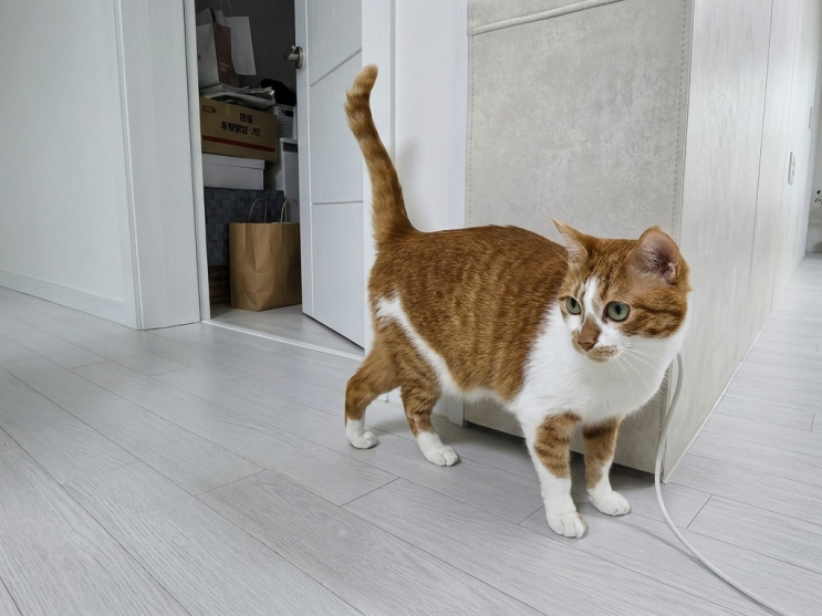  엉덩이 들이대는 고양이 행동 심리 분석(aka 궁디팡팡)