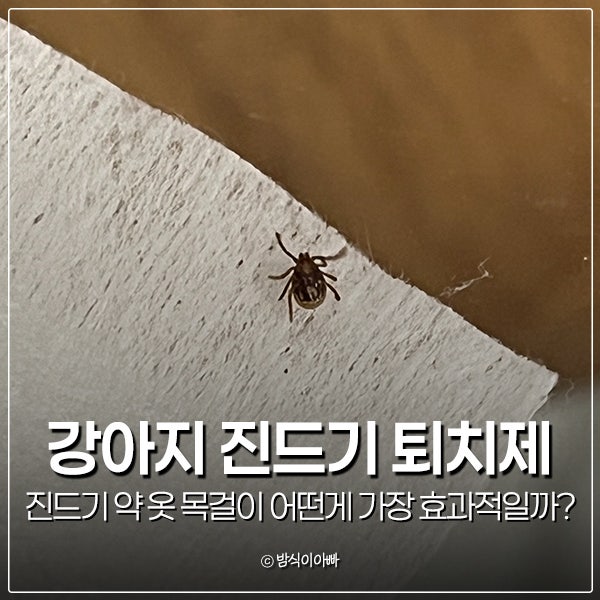 강아지 진드기 퇴치제 약 옷 목걸이 어떤게 가장 효과적일까?