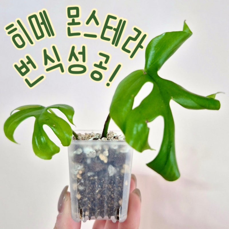 히메몬스테라 번식방법, 물꽂이 2주 만에 뿌리 내리는 실패 없는 법