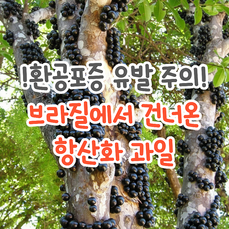  약간 징그럽긴 한데, 자보티카바 효능 난 왜 이제 알았나?