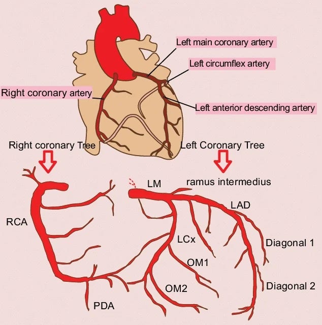 Coronary vessel anatomy