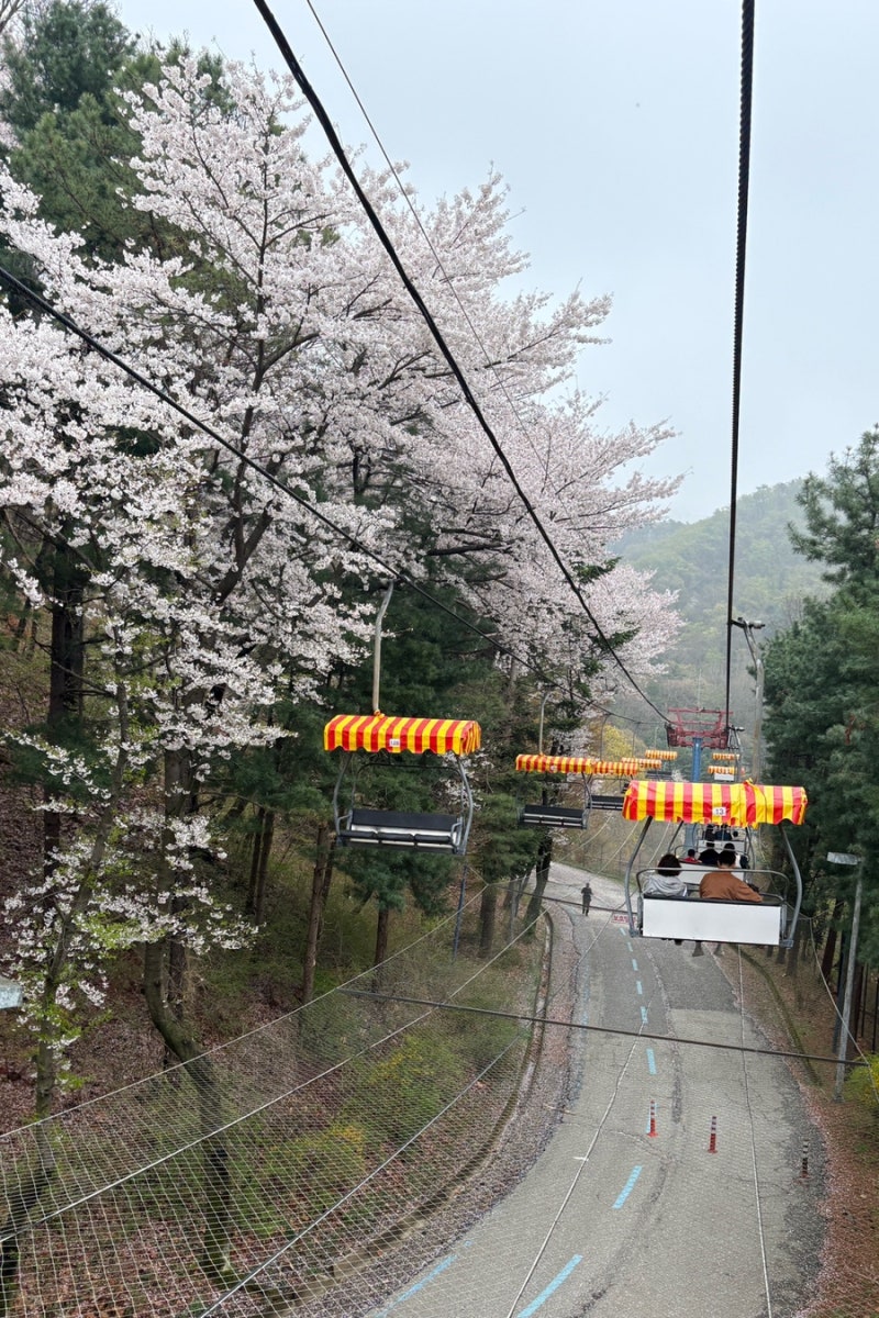 서울대공원 동물원 / 스카이리프트, 다자녀 패키지이용권