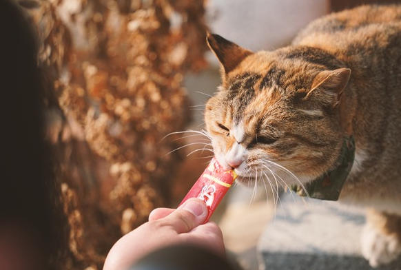  신장 질환 고양이 보호자 필독! 성분표에 표시되지 않는 '인' 함량 계산법