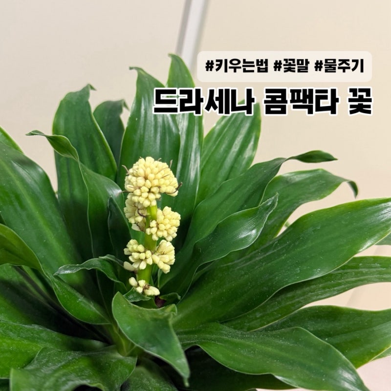 콤팩타 꽃 본 초보 식집사 | 드라세나 콤팩타 키우기 일지