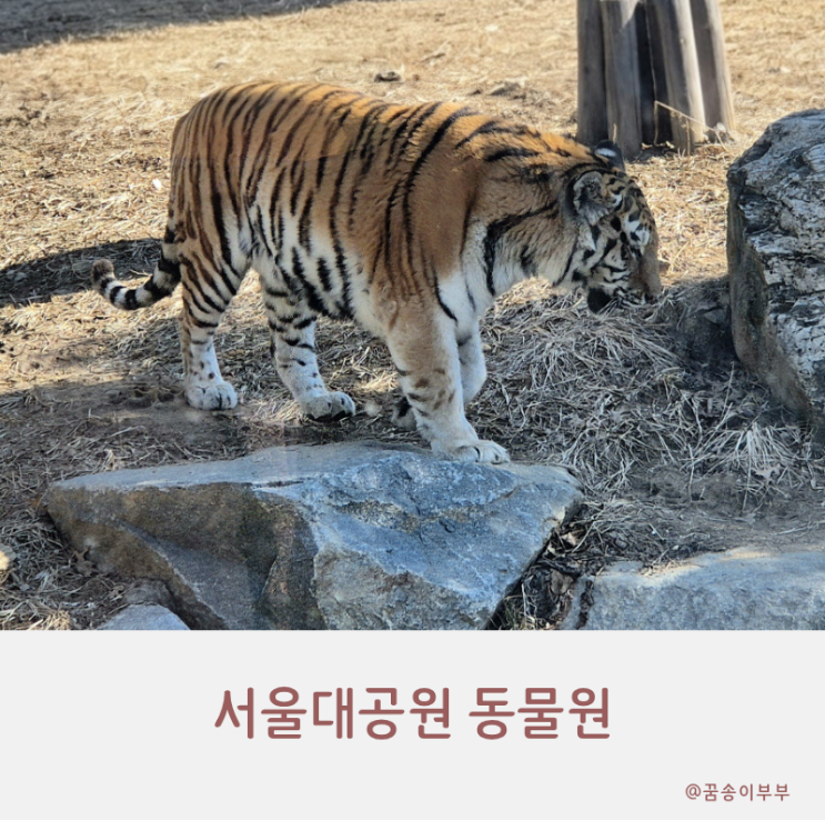 서울대공원 동물원 시베리아 호랑이 실물 직관 후기