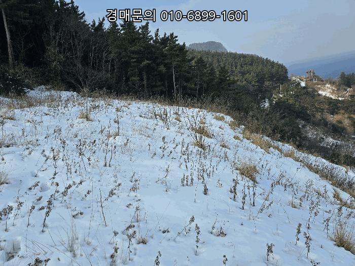 천혜의 자연이 살아 숨쉬는 울릉군 북면 현포리, 대규모 토지 경매로 꿈꾸던 가치를 소유할 기회 2025타경270 [3] (포항지원)