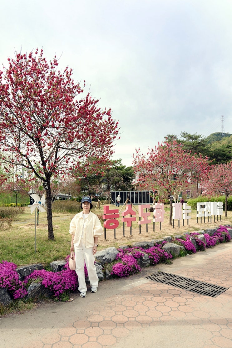  고령에 무릉도원이? 대구 근교 가볼만한 곳, 경북 고령 도진마을 무릉원 삼색능수도화 개화 현황과 주말 나들이