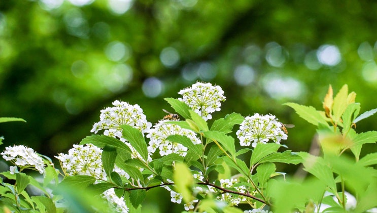 점심 산책-<b>이해인 수녀</b>의 4월의 시