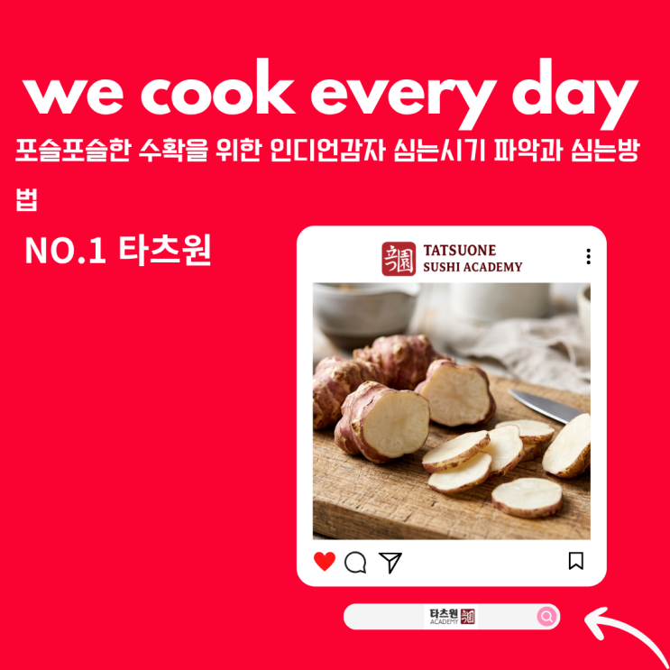 인디언 감자 심는시기 심는방법 모르면 간첩 나만 그런가요?