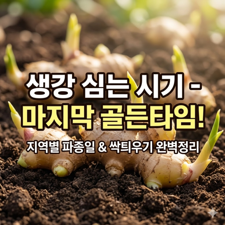 생강심는시기 4월말이 마지막 골든타임! 지역별 파종일과 종강 싹틔우기