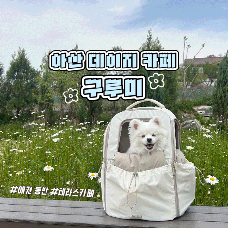  천안 아산 애견 동반 대형 카페 데이지 가득한 테라스 구루미