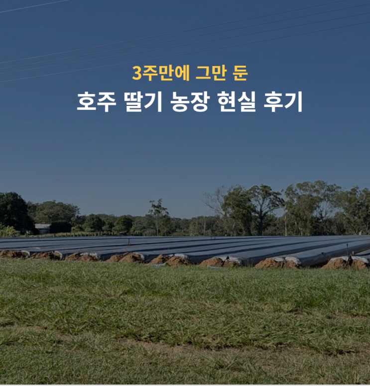 3주만에 그만 둔 호주 딸기 농장 현실 후기