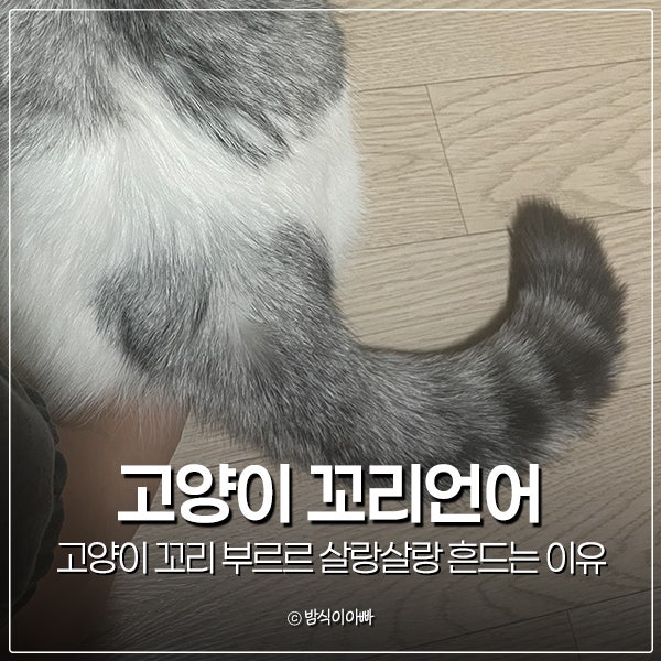 고양이 꼬리 부르르 살랑살랑 흔드는 이유 꼬리언어 알아볼까?