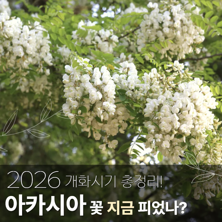  아카시아 개화시기 꽃 지는시기