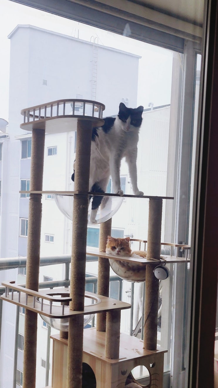  코숏&페르시안 너무나도 다른 두 고양이의 일상