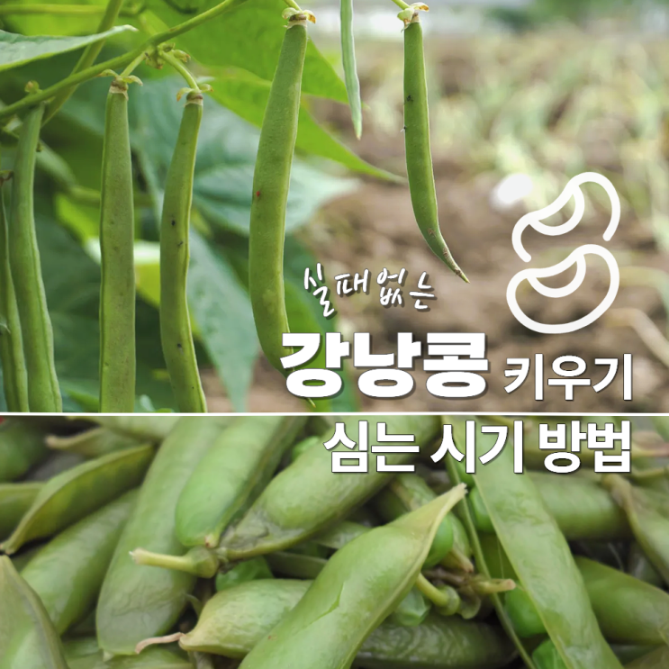 강낭콩 심는시기 방법 간격 깊이 지지대