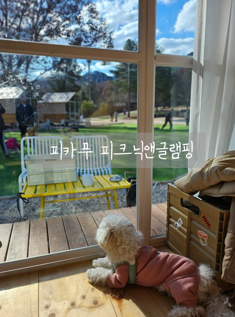 도봉구 피카푸 글램핑 애견동반 후기, 서울 근교 힐링 제대로