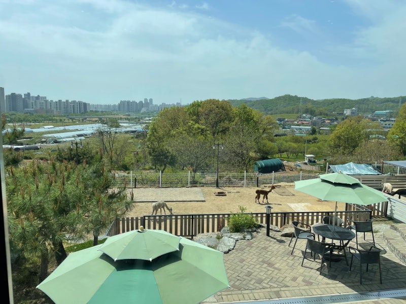 구리 김병지 카페 알파카가 있는 파차