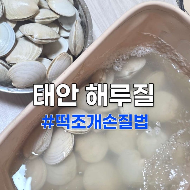 [서해/태안]해루질포인트 추천, 청포대해수욕장 후기, 떡조개손질법