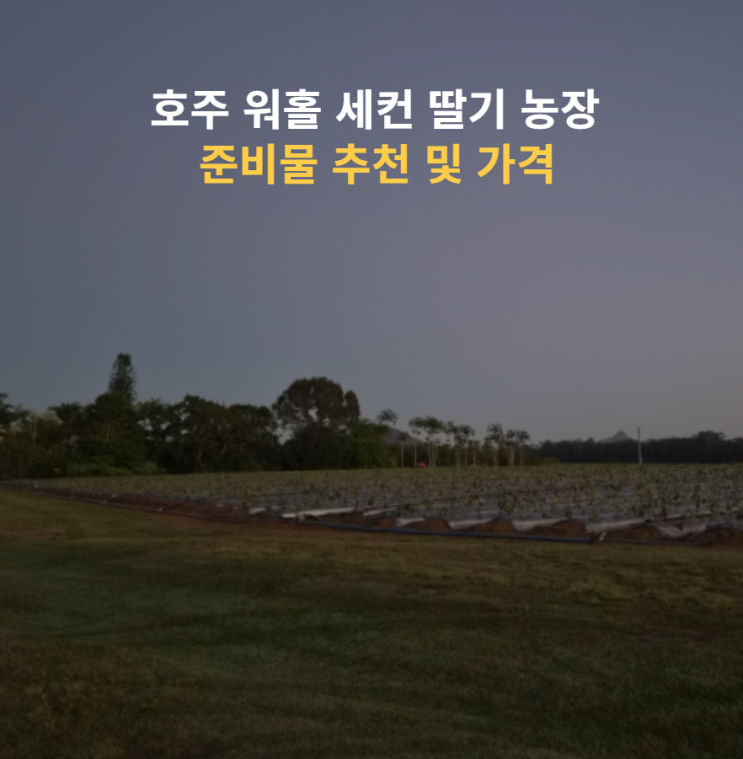  호주 워홀 세컨 딸기농장 준비물 추천 및 가격