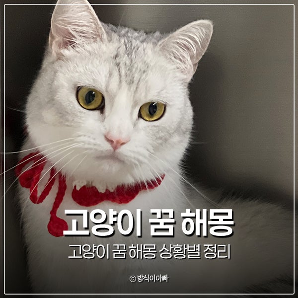 고양이 꿈 해몽 상황별 정리 : 새끼고양이, 물리는 꿈, 검은고양이
