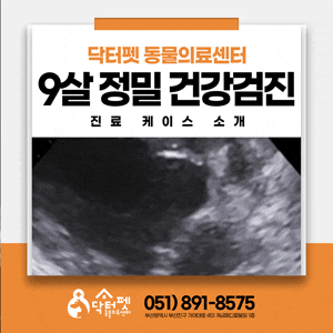  9살 폼피츠 청진기로도 안 들리던 초기 심장병과 숨겨진 호르몬 질환의 단서를 찾다 부산 강아지 건강검진