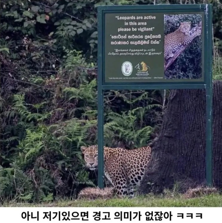  신뢰도 100%인 표범 출몰 주의 간판.jpg