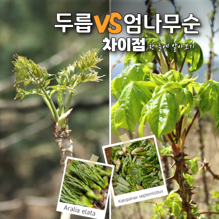  엄나무순 두릅 차이점 제대로 알아보기