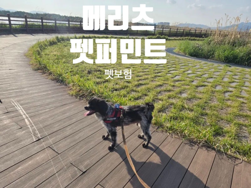 펫보험 추천 갑작스러운 병원비 대비 메리츠 강아지보험 가입 이벤트 혜택 정리