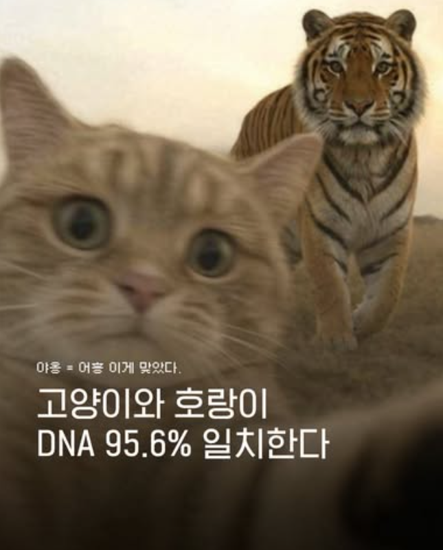  고양이와 호랑이 DNA 95.6% 일치한다