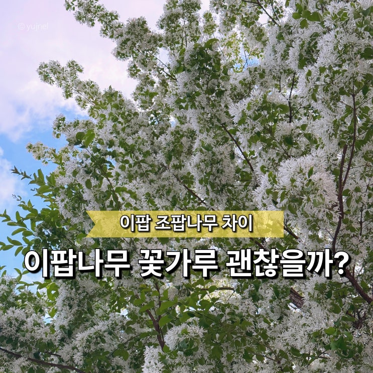  "예쁘긴 한데.. 알러지가 걱정 돼요" 조팝 이팝나무 꽃가루의 진실