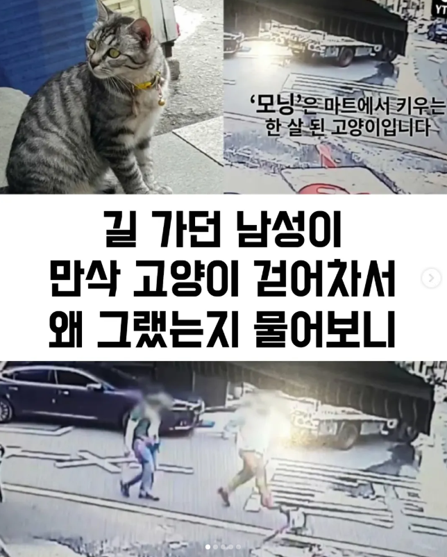  길 가던 남성이 만삭 고양이 걷어차서 왜 그랬는지 물어보니