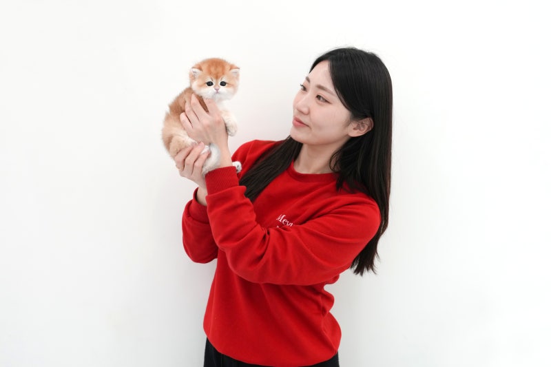 천안고양이분양 미유펫 단번에 택했어요
