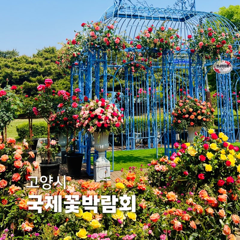 고양시 꽃박람회 2026 실시간 후기! 고양국제꽃박람회 주차, 개화상황, 관람 꿀팁 총정리