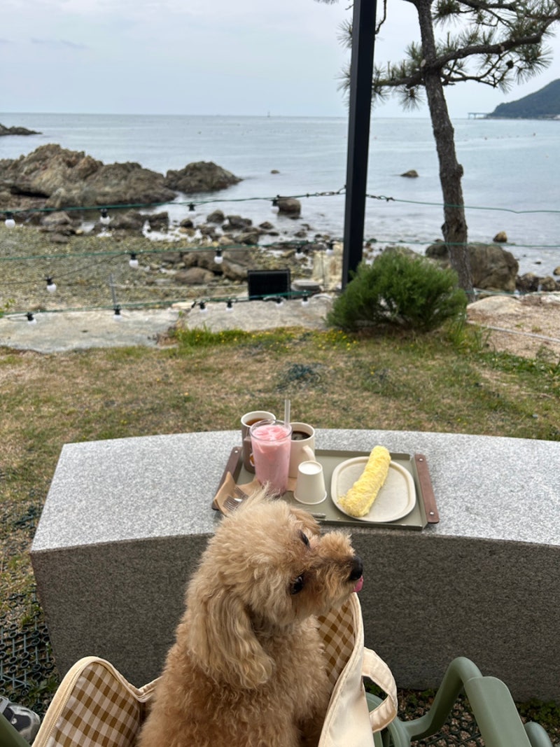 기장카페 송정 카페윤 기장애견동반 부산애견동반카페