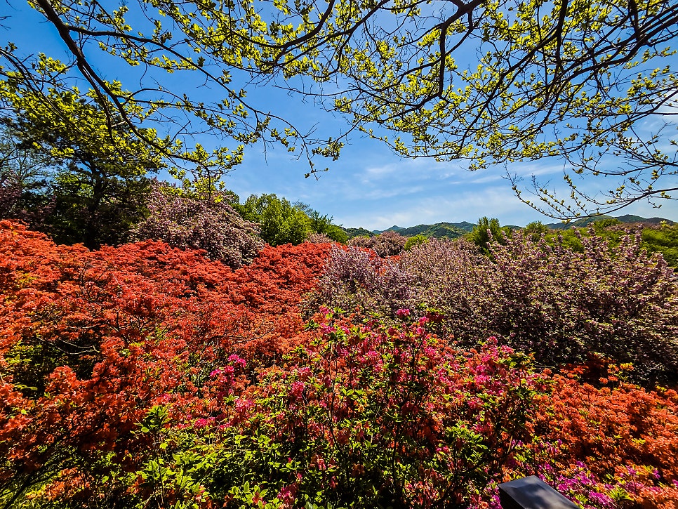 스시선 사진 2
