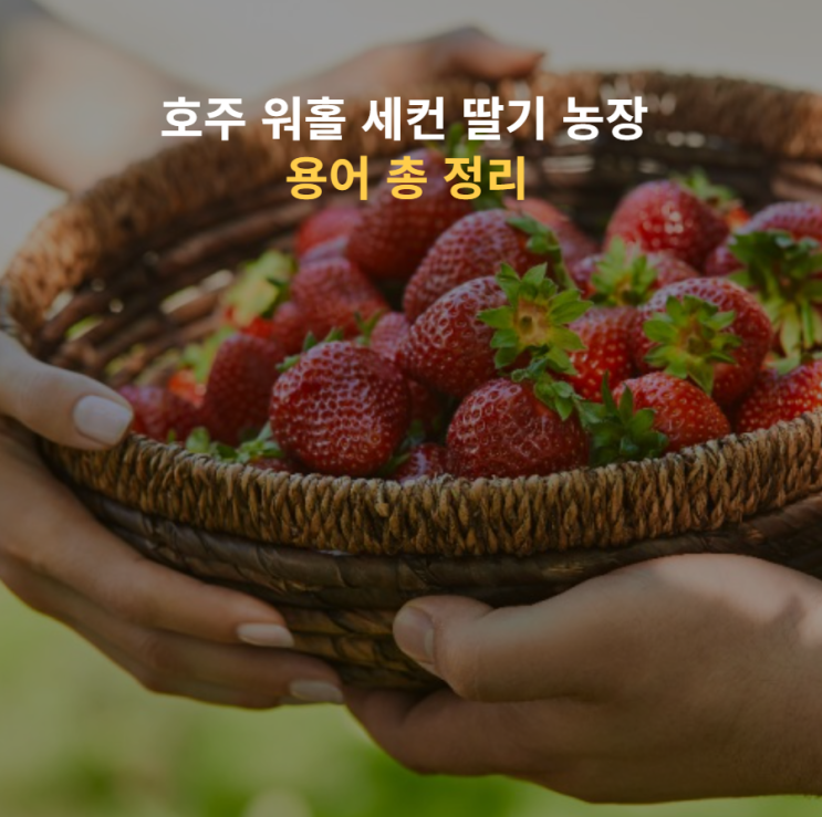  호주 워홀 세컨 딸기 농장 용어 정리