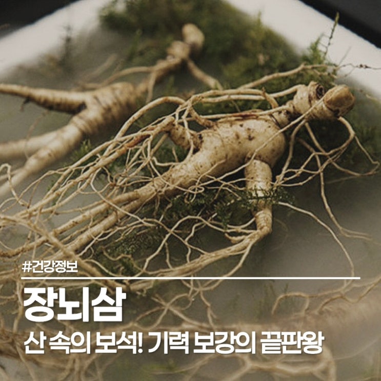  60대 아빠 생일 선물 고민 끝! 대상포진에 좋은 음식 산양삼 장뇌삼 효능 먹는 법 정리