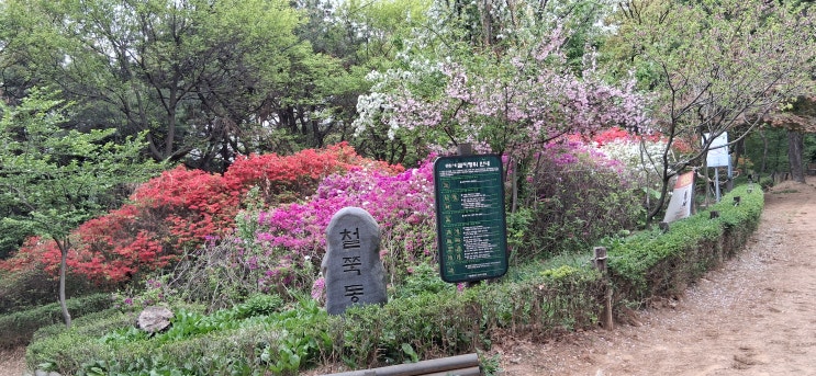  봉제산 둘레길 철쭉 동산과 오전 오후 숲속 피톤치드 양 비교