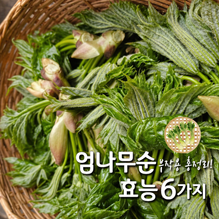  엄나무순 효능과 부작용 수확시기