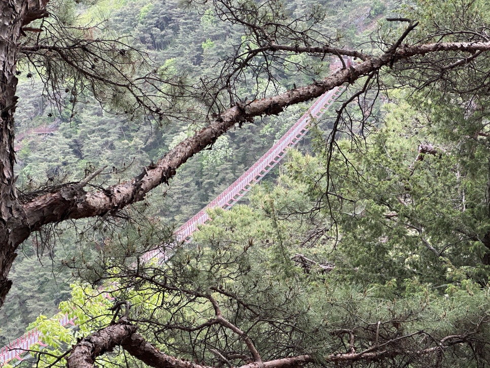 채계산 어드벤처 전망대 사진 3